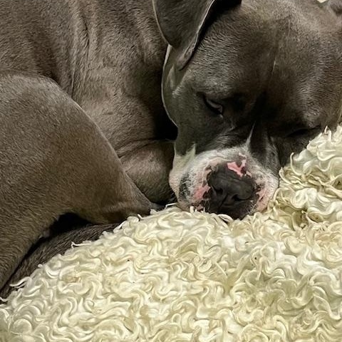 Enlarge Roxy, a Adoptable American Staffordshire Terrier in Stockton, CA image 5/5