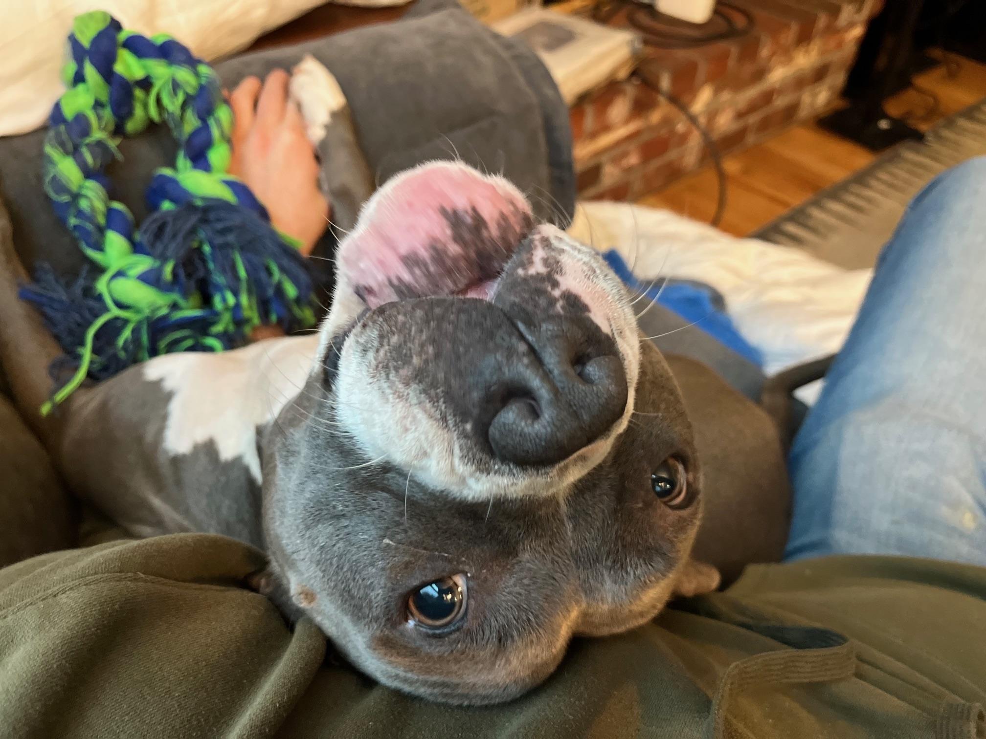 Enlarge Roxy, a Adoptable American Staffordshire Terrier in Stockton, CA image 2/5