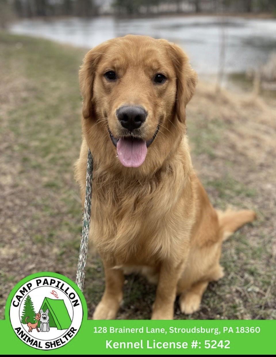 Teddy, Adopted, Young Male Golden Retriever.