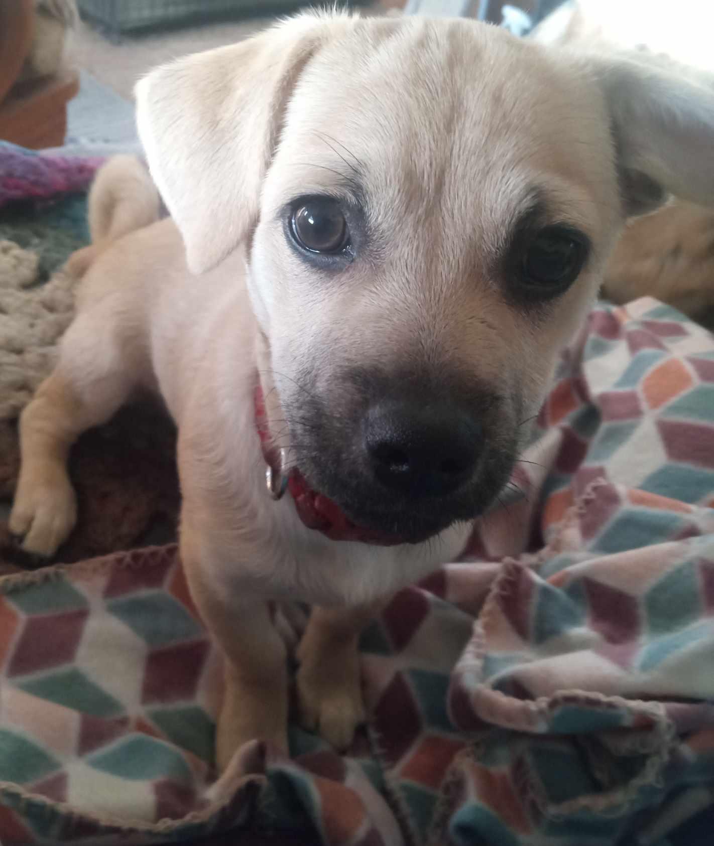 Mikey, an adoptable Chug in Mauston, WI, 53948 | Photo Image 2