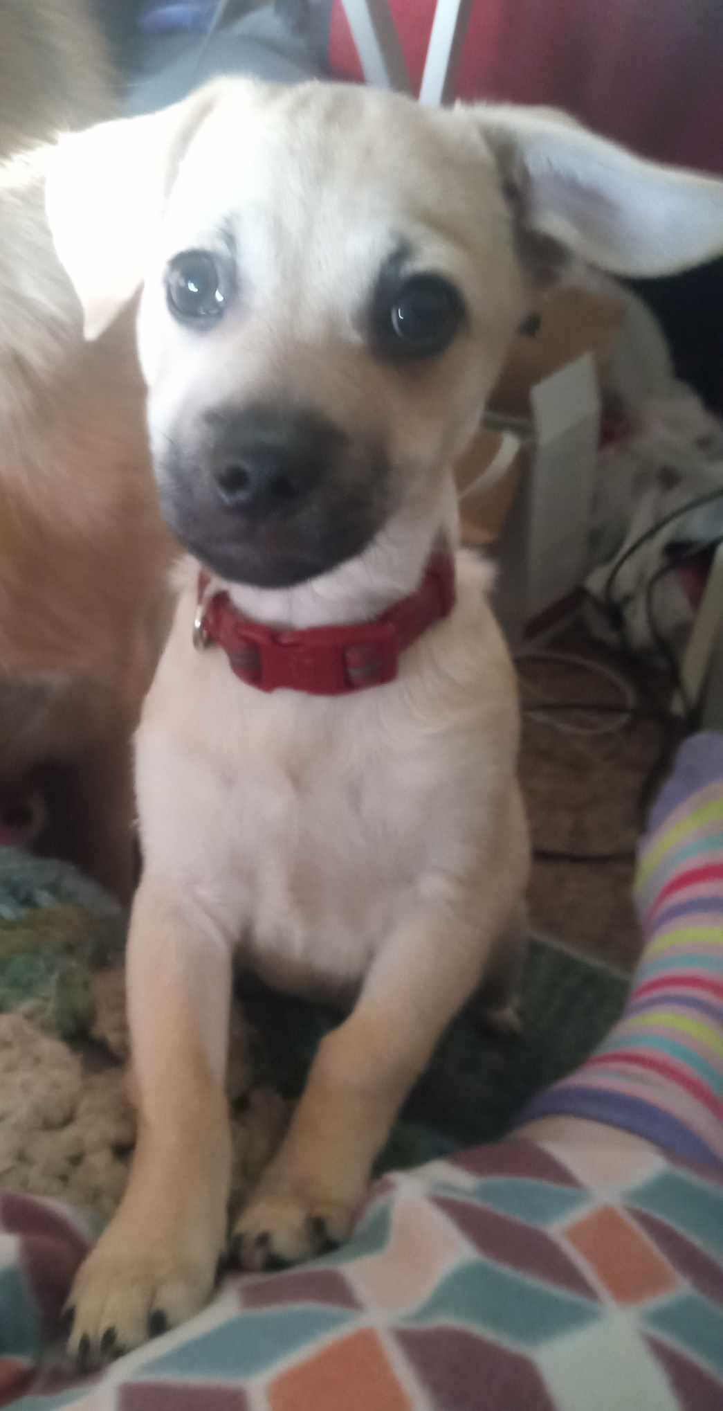 Mikey, an adoptable Chug in Mauston, WI, 53948 | Photo Image 3