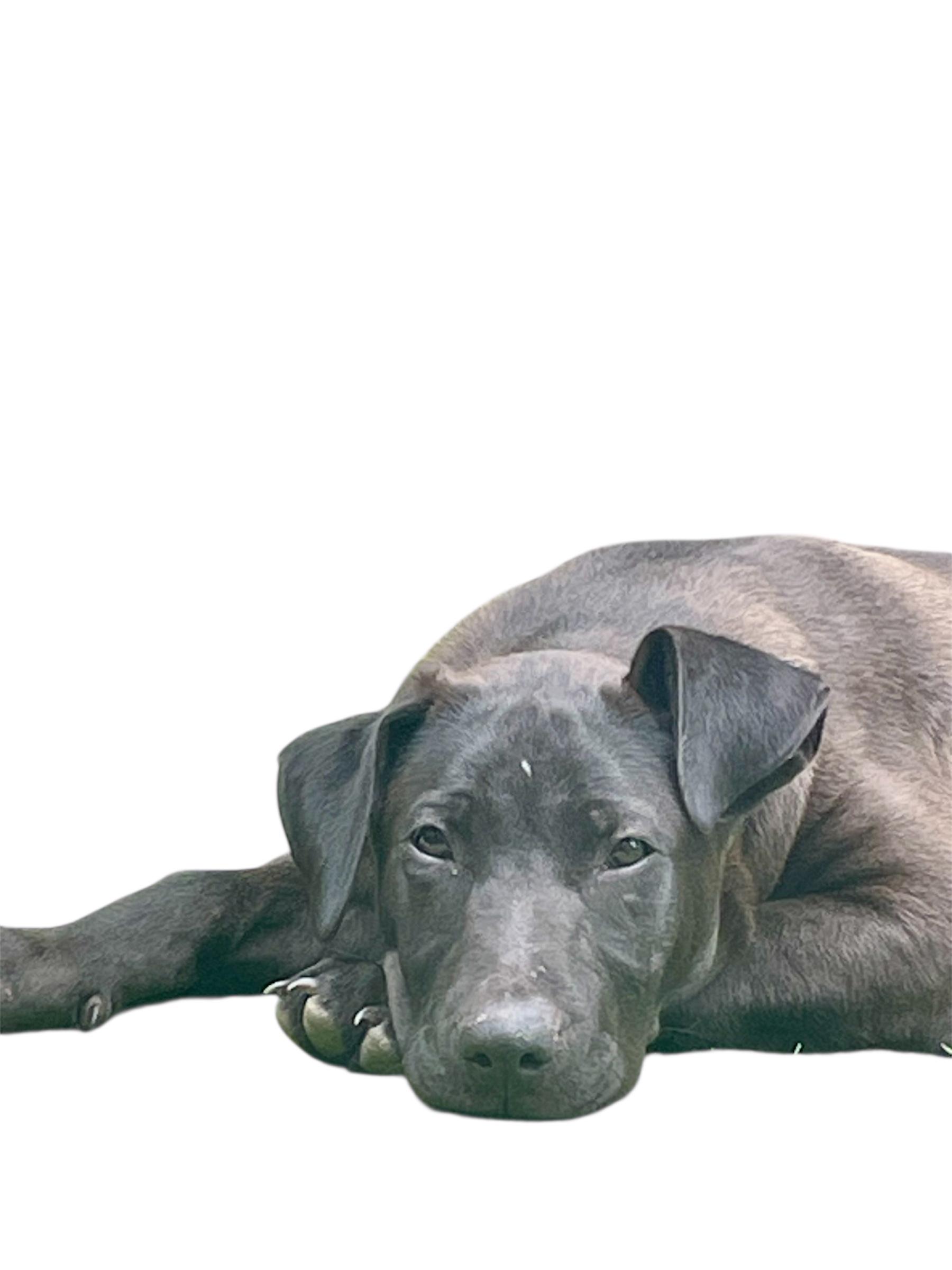 Enlarge Riley - Izzy, a Adopted mixed breed in Knoxville, TN image 3/5