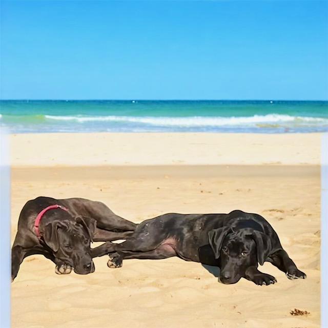 Enlarge Riley - Izzy, a Adopted mixed breed in Knoxville, TN image 5/5