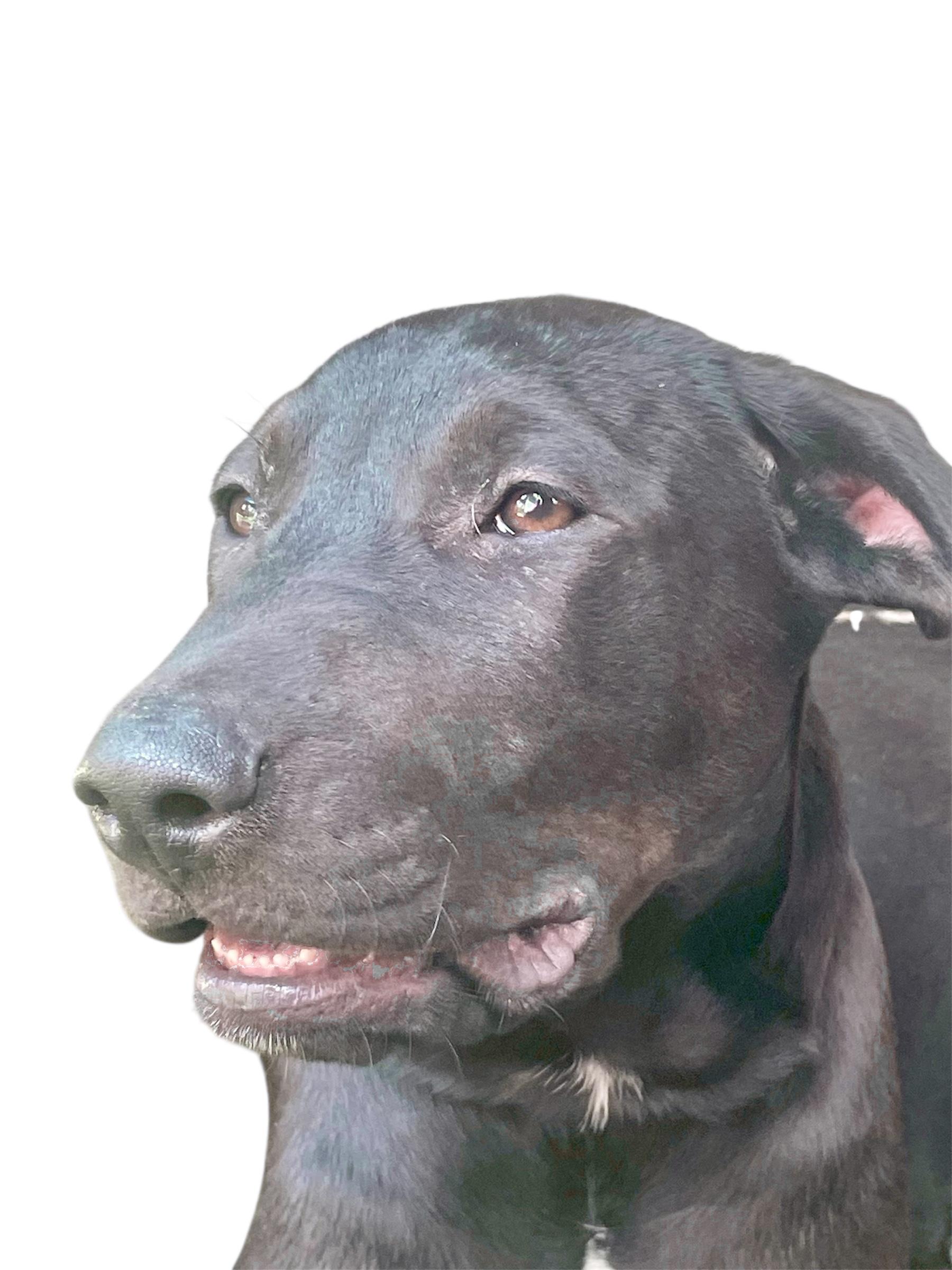 Enlarge Riley - Izzy, a Adopted mixed breed in Knoxville, TN image 2/5