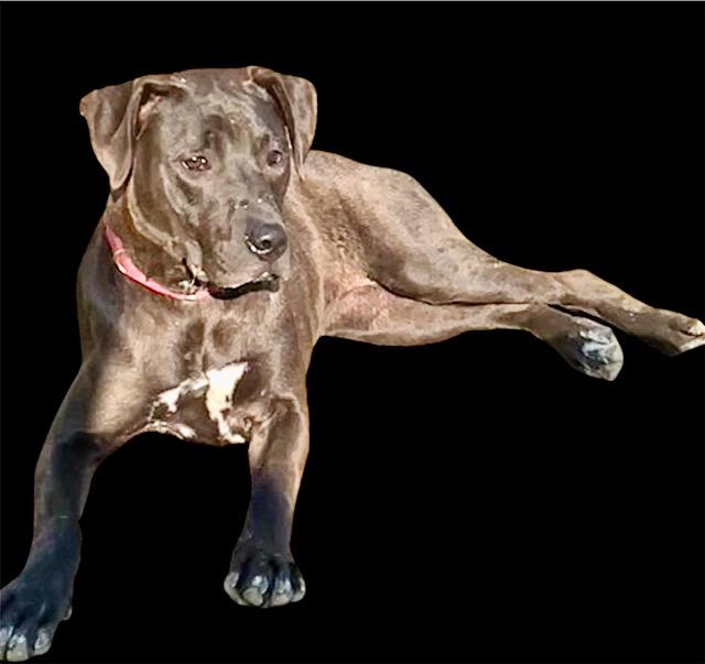 Enlarge Riley - Izzy, a Adopted mixed breed in Knoxville, TN image 1/5