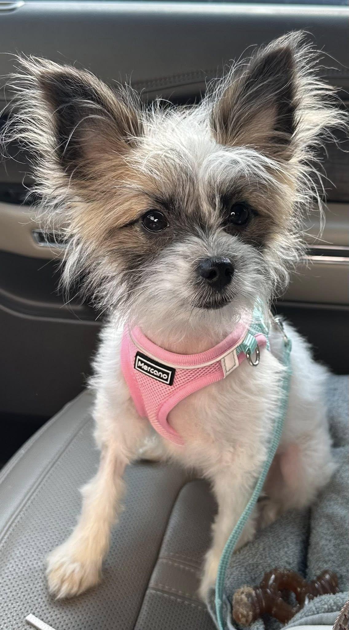 Enlarge Ellie Mae, a ADOPTABLE mixed breed in New Orleans, LA image 2/3