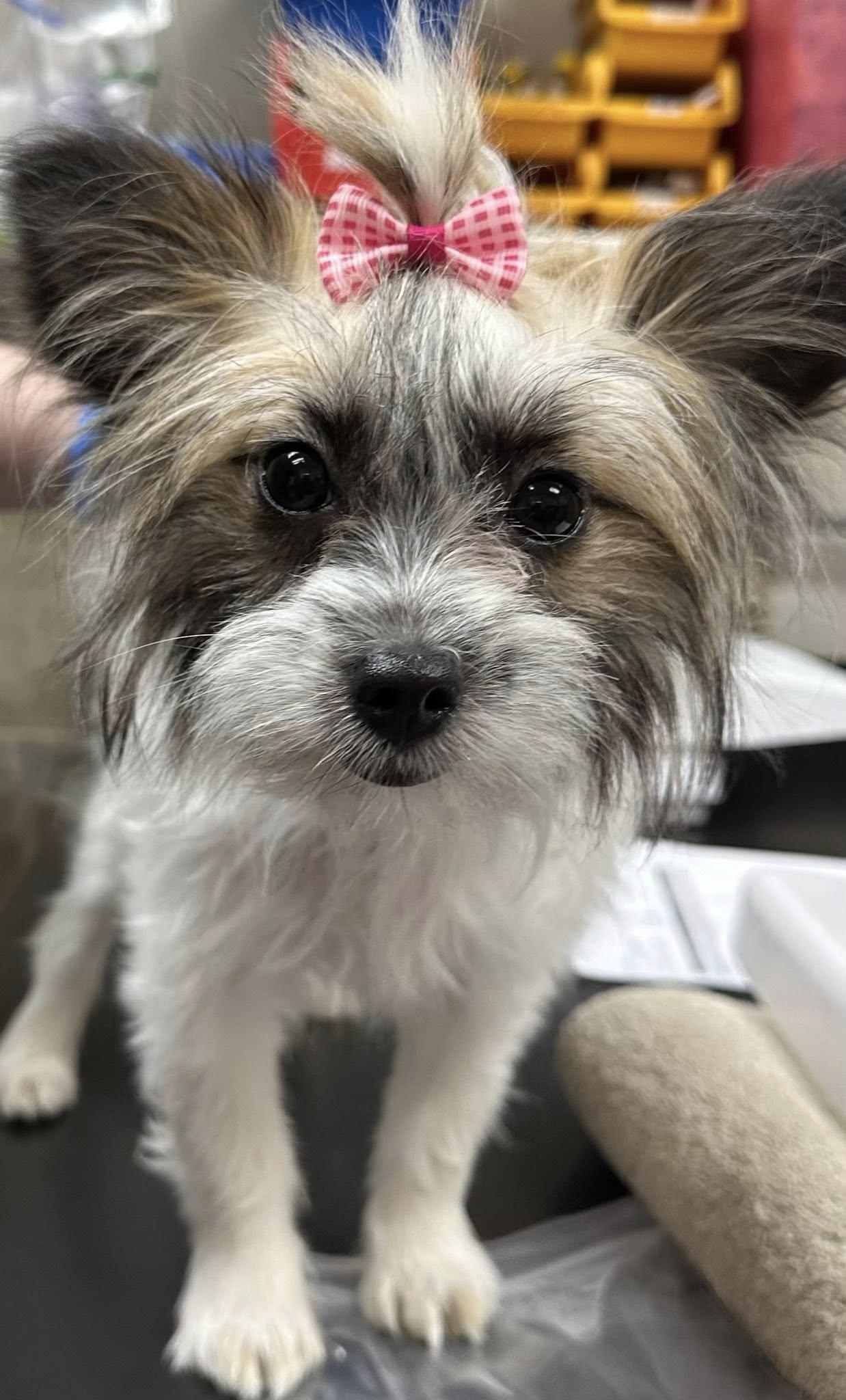 Ellie Mae, ADOPTABLE, Young Female Terrier.