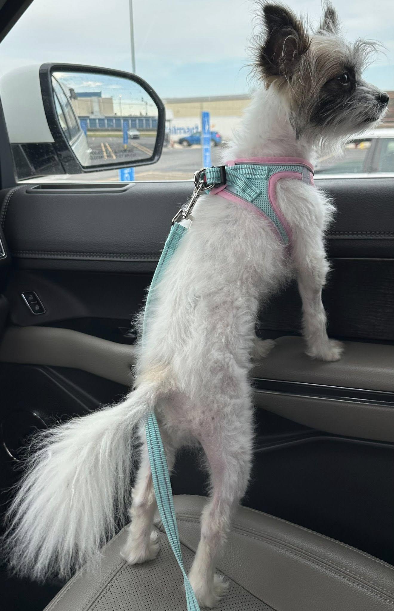 Enlarge Ellie Mae, a ADOPTABLE mixed breed in New Orleans, LA image 3/3