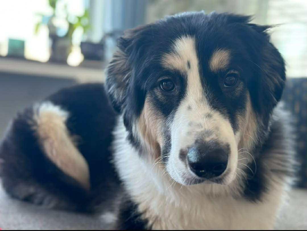 Enzo, Adopted, Young Male Great Pyrenees & Border Collie.