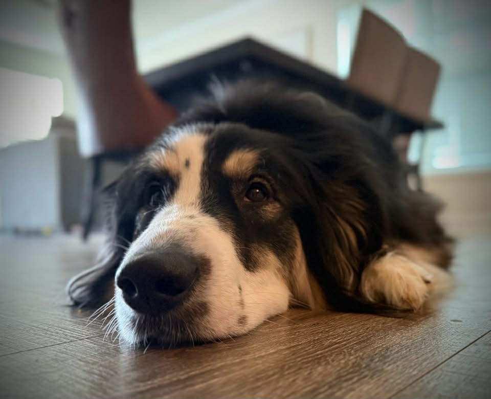 Enzo, a Adopted mixed breed in Claremont, NC image 2/3