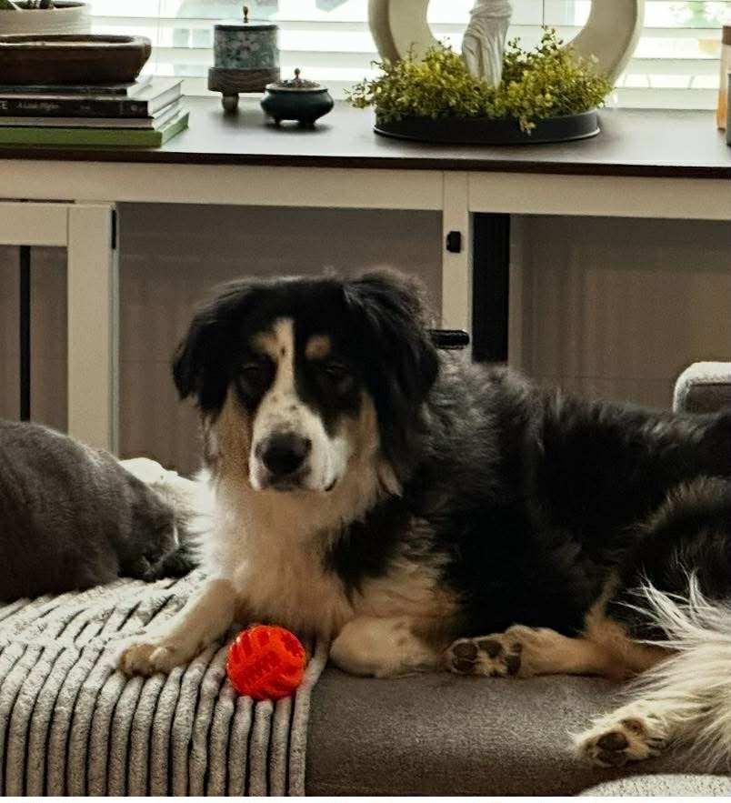 Enzo, a Adopted mixed breed in Claremont, NC image 3/3