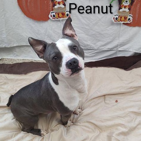 Peanut photo