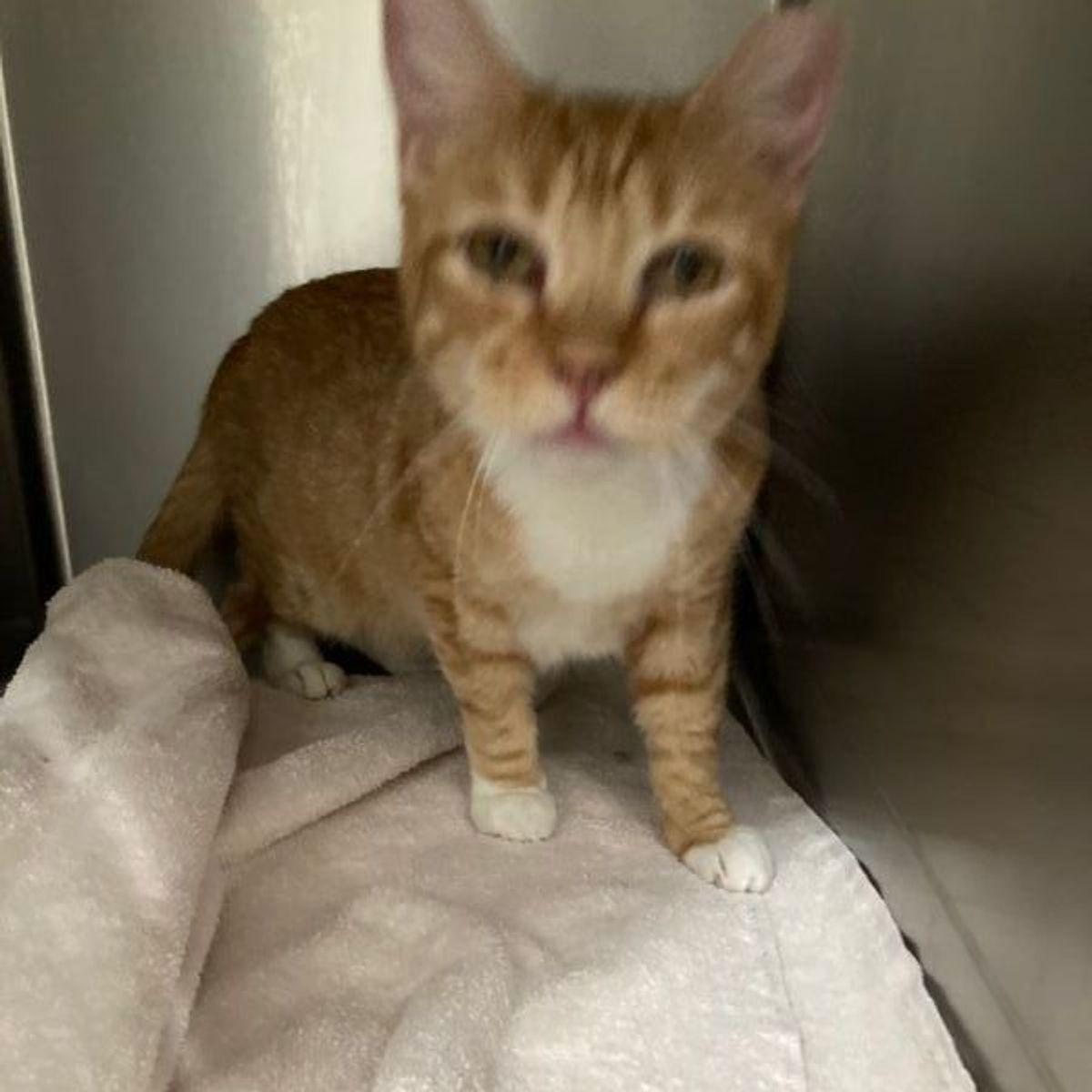 Crunch, Adoptable, Adult Female Domestic Short Hair.