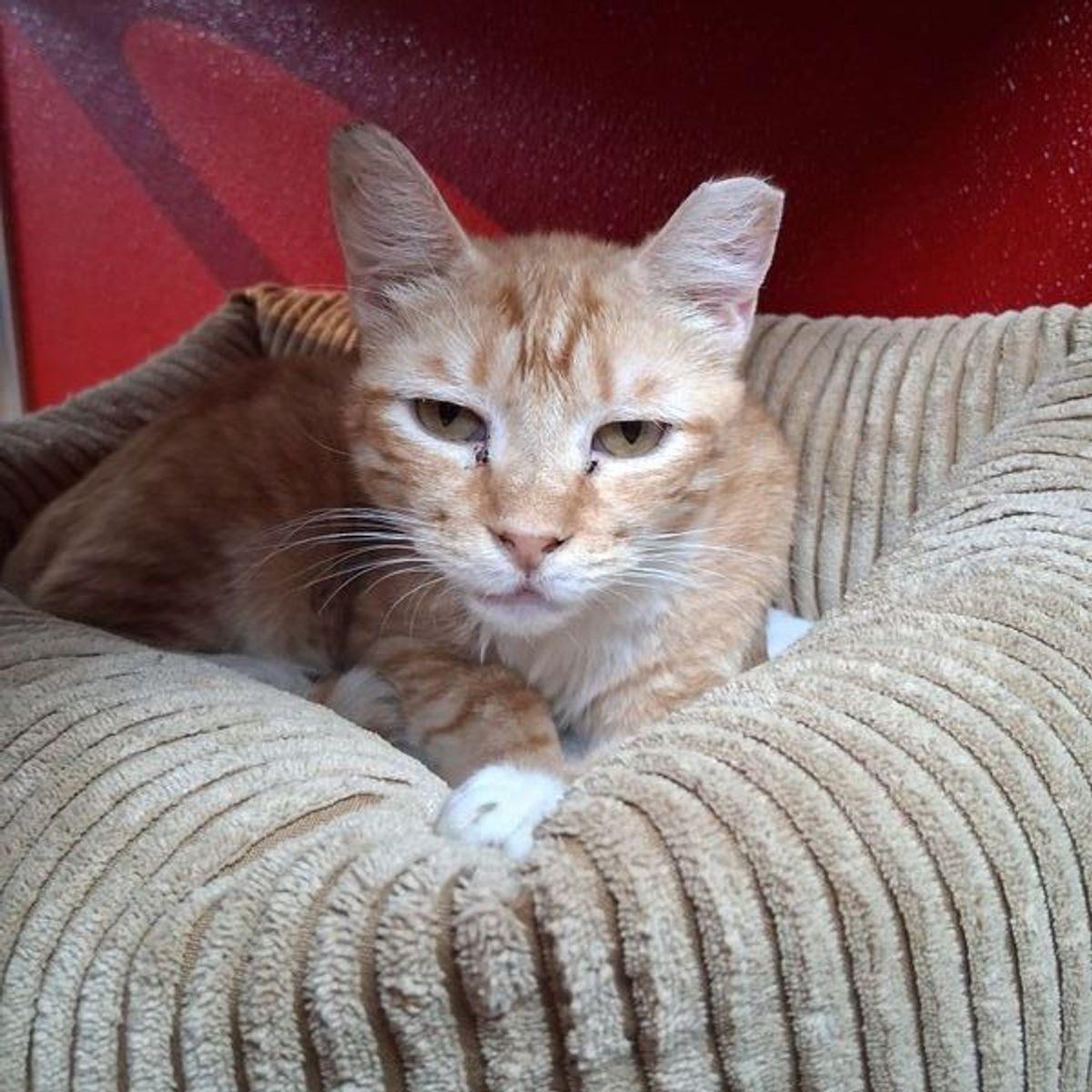 Enlarge Crunch, a Adoptable Domestic Short Hair in Lake Havasu City, AZ image 2/3