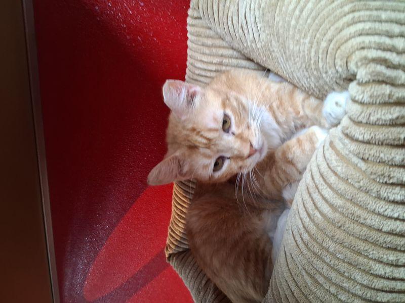 Enlarge Crunch, a Adoptable Domestic Short Hair in Lake Havasu City, AZ image 3/3