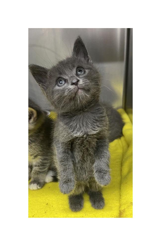 Smokie, Adoptable, Kitten Male Domestic Short Hair.