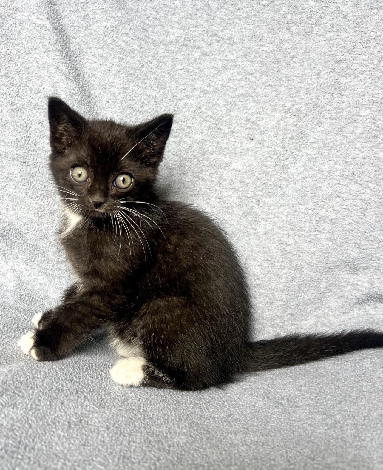 Enlarge Clyde, a Adoptable Domestic Short Hair in St. Ignace, MI image 1/1