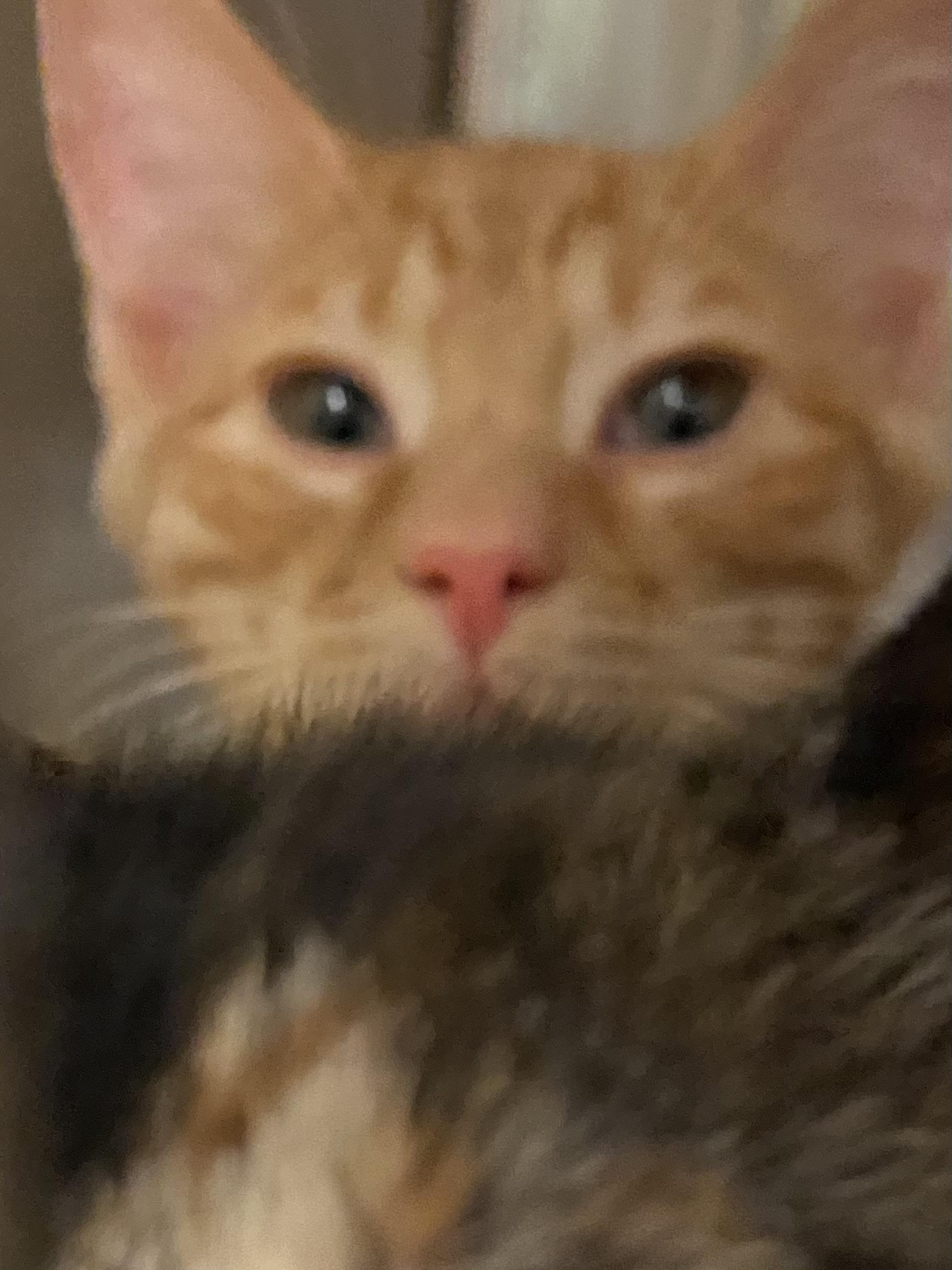 Enlarge Mad hatter, a Adoptable mixed breed in Stanwood, WA image 2/2