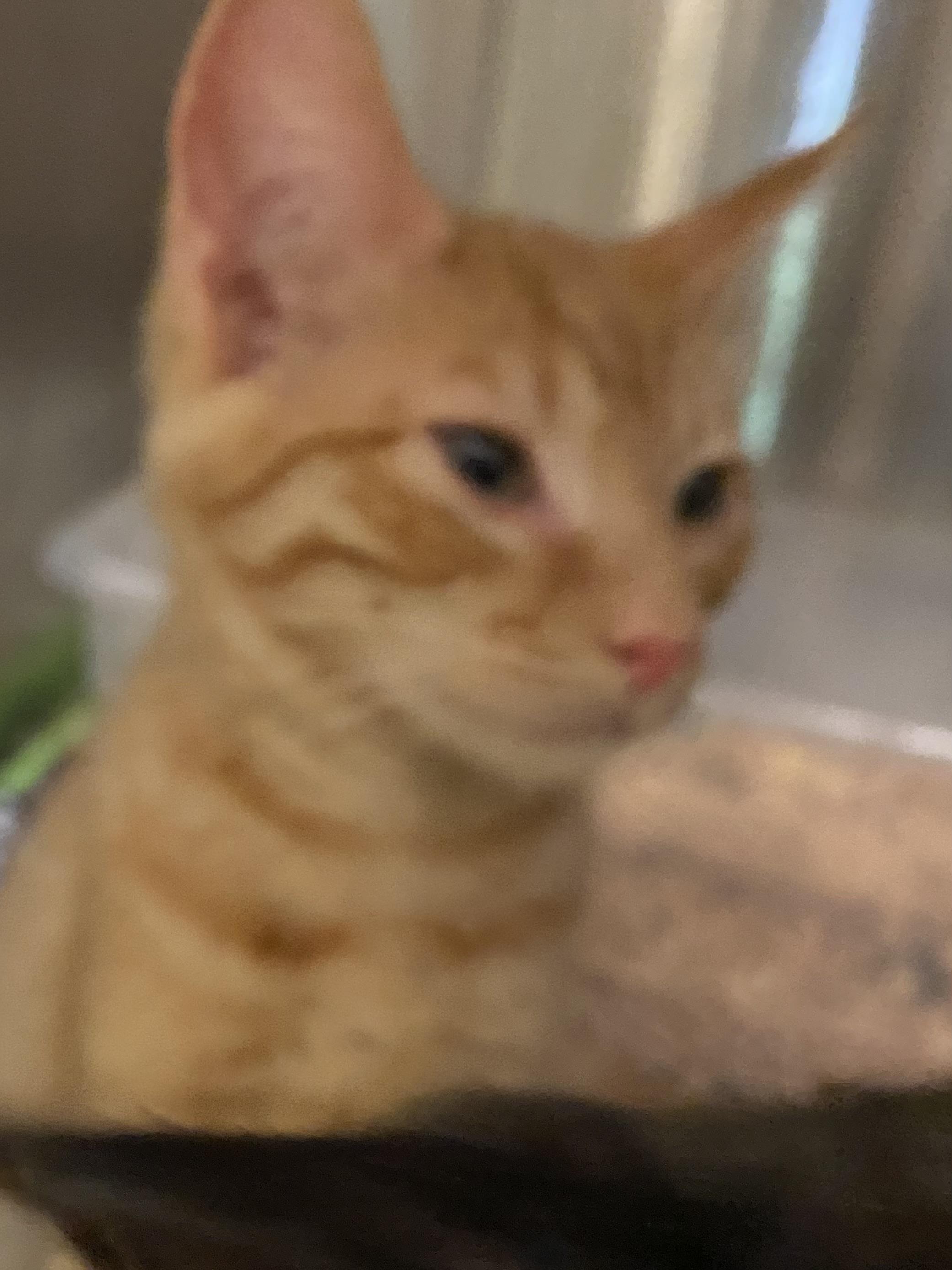 Mad hatter, Adoptable, Young Male Tabby.