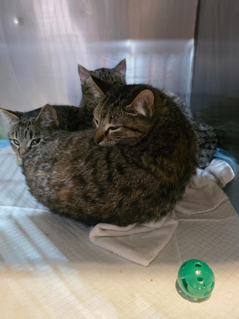 Grumpy, Adopted, Kitten Female Domestic Short Hair.