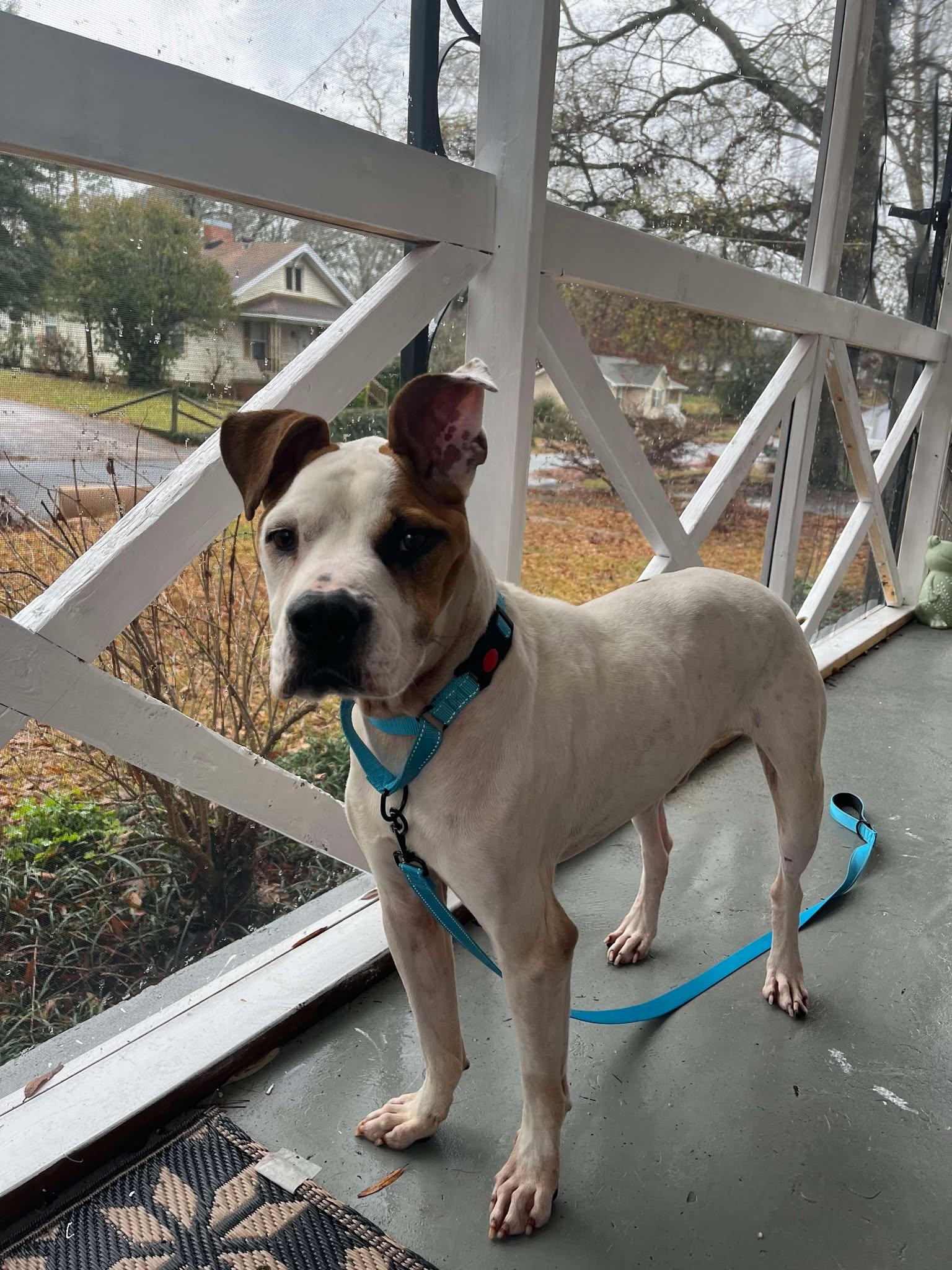 Enlarge Jace, a Adoptable mixed breed in Greensboro, NC image 5/6