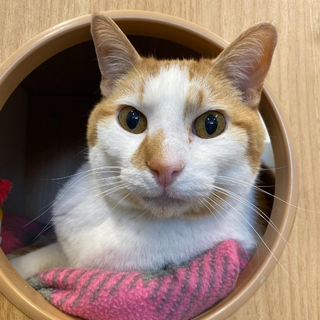 Axel, Adoptable, Senior Male Domestic Short Hair.