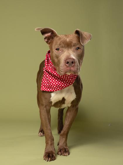 Prudence, a Adoptable mixed breed in Atlanta, GA image 2/3