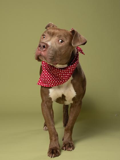 Prudence, Adoptable, Adult Female Pit Bull Terrier & Mixed Breed.