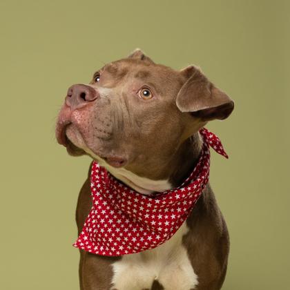 Prudence, Adoptable, Adult Female Pit Bull Terrier & Mixed Breed.