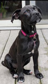 Enlarge Koozie, an adopted Mixed Breed in Schaumburg, IL image 3/4