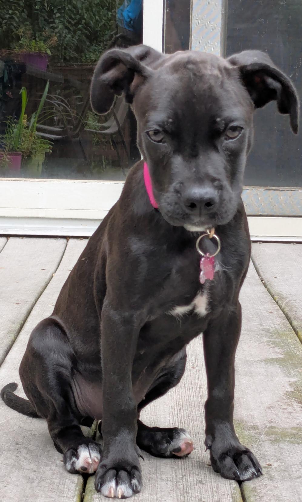 Enlarge Koozie, an adopted Mixed Breed in Schaumburg, IL image 4/4