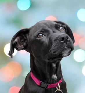 Koozie, adopted, Puppy Female Mixed Breed.