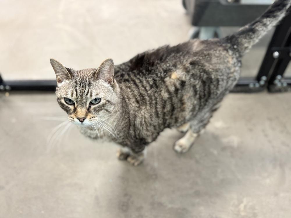 Ginger, Adoptable, Senior Female Domestic Short Hair & Siamese.