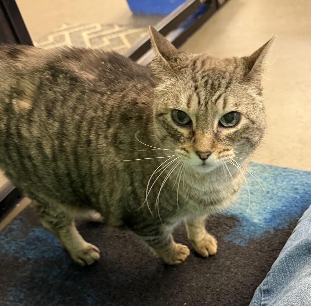 Ginger, Adoptable, Senior Female Domestic Short Hair & Siamese.