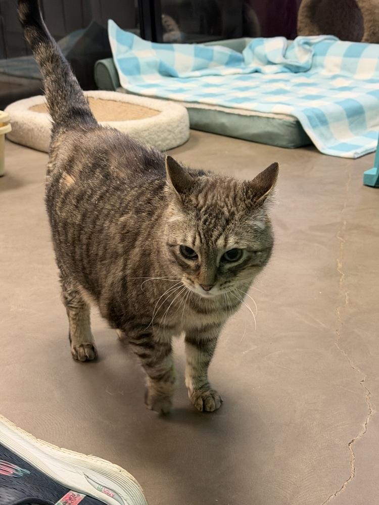 Enlarge Ginger, a Adoptable mixed breed in Cary, NC image 2/3