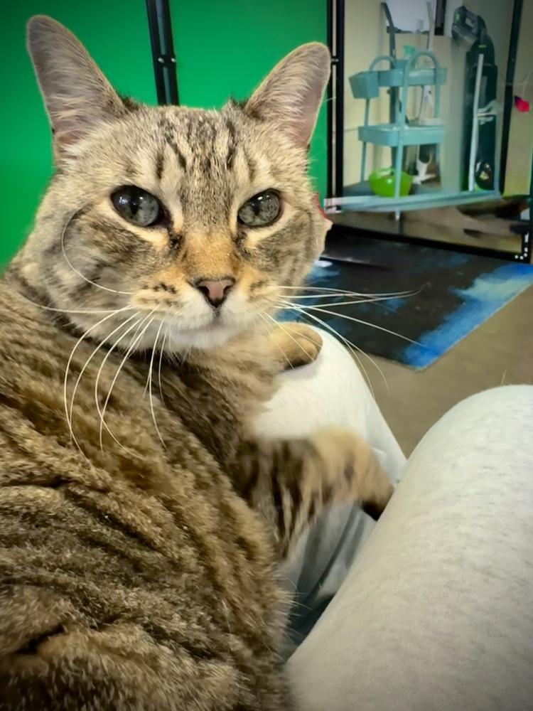 Enlarge Ginger, a Adoptable mixed breed in Cary, NC image 3/6