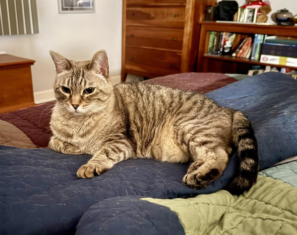Enlarge Ginger (declawed), a Adoptable mixed breed in Cary, NC image 4/6