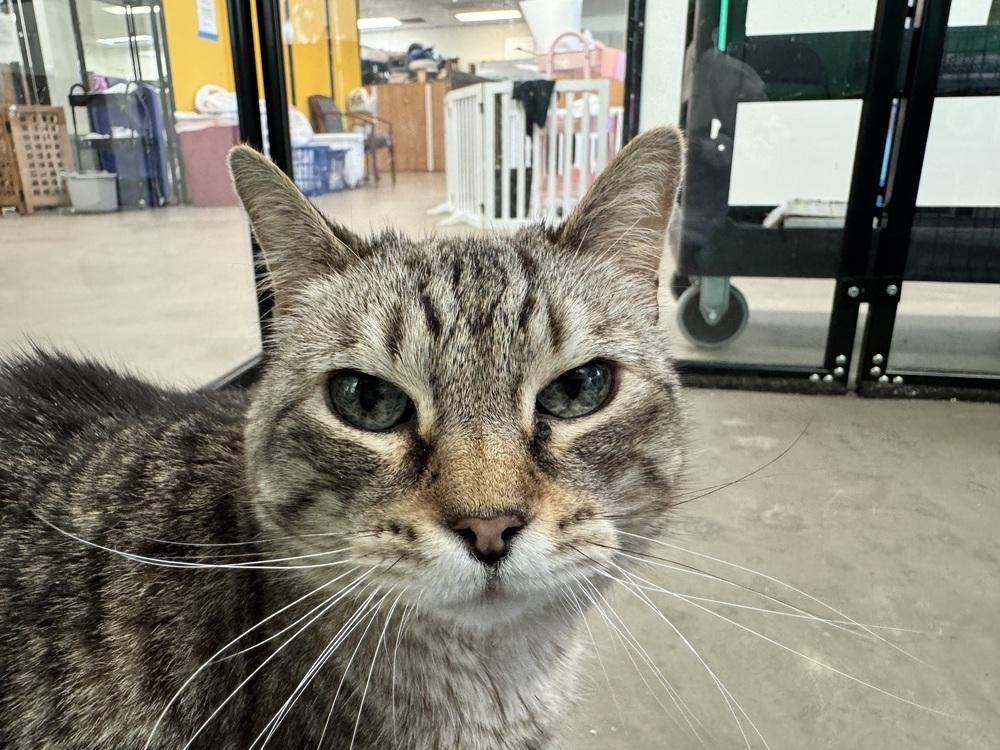 Enlarge Ginger, a Adoptable mixed breed in Cary, NC image 4/6