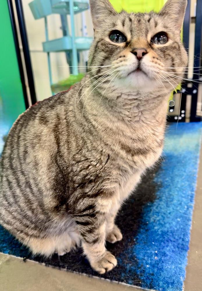 Enlarge Ginger, a Adoptable mixed breed in Cary, NC image 5/6