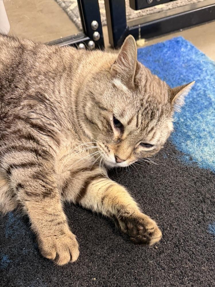 Enlarge Ginger, a Adoptable mixed breed in Cary, NC image 3/3