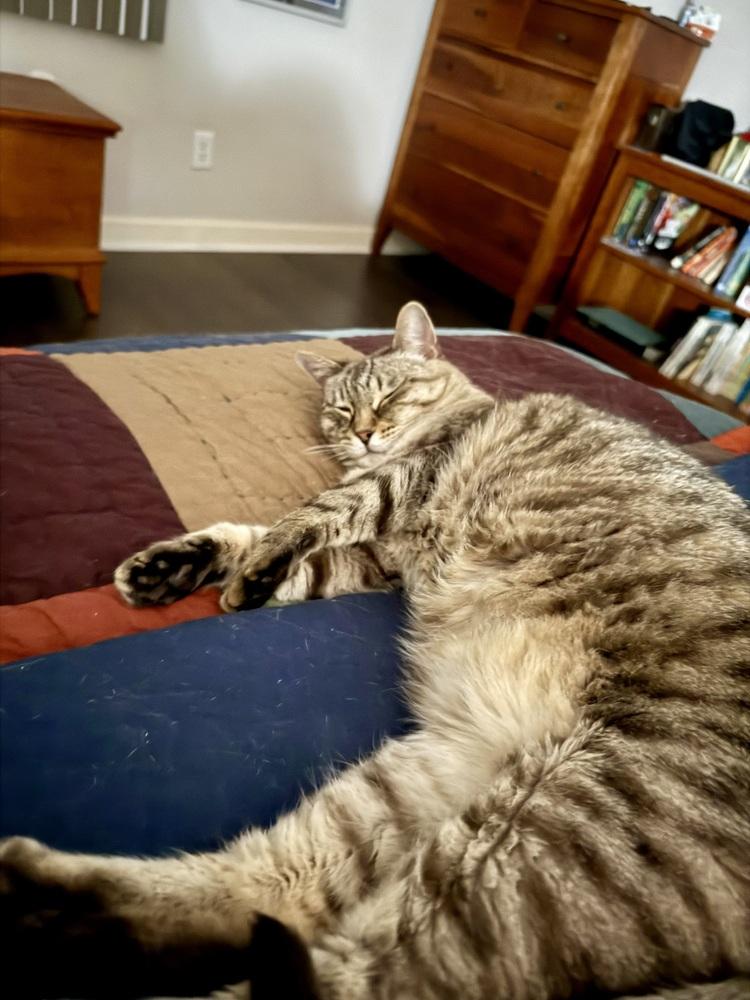 Enlarge Ginger (declawed), a Adoptable mixed breed in Cary, NC image 6/6