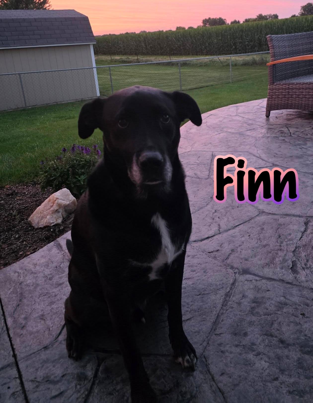 Enlarge Finn, a Adoptable mixed breed in Elburn, IL image 2/6