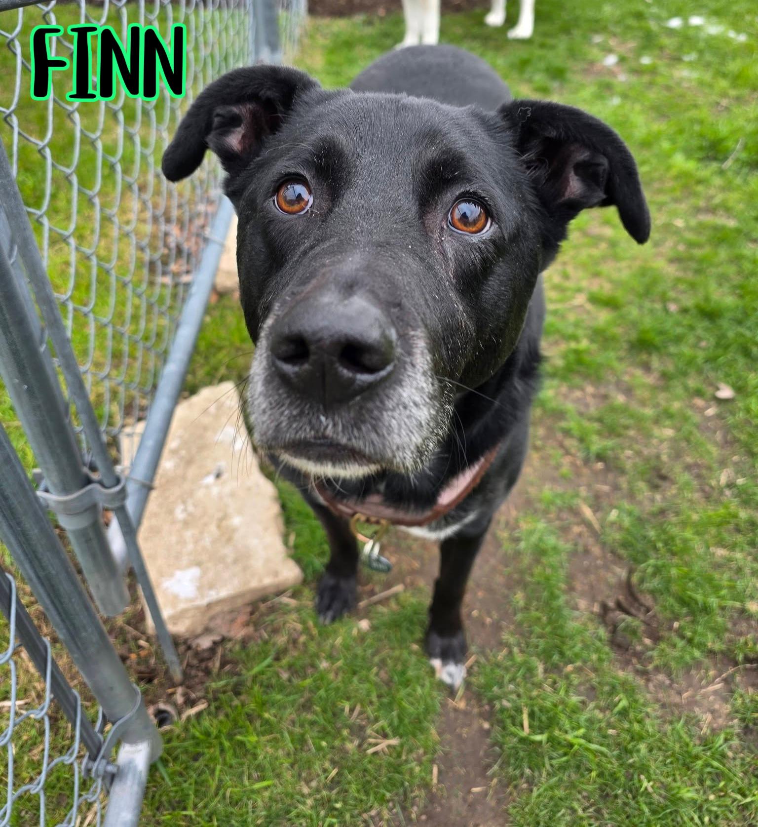 Enlarge Finn, a ADOPTABLE mixed breed in Elburn, IL image 5/6