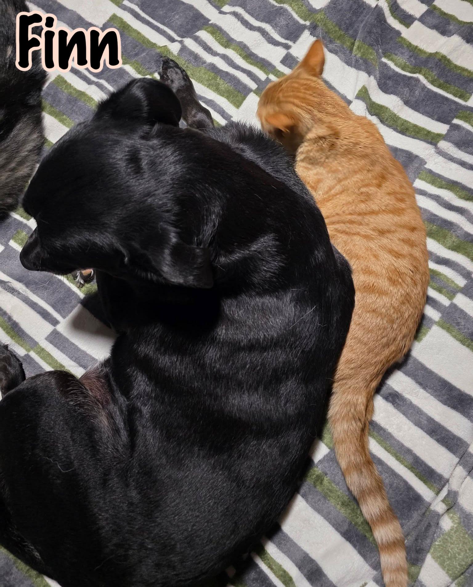 Enlarge Finn, a Adoptable mixed breed in Elburn, IL image 4/6