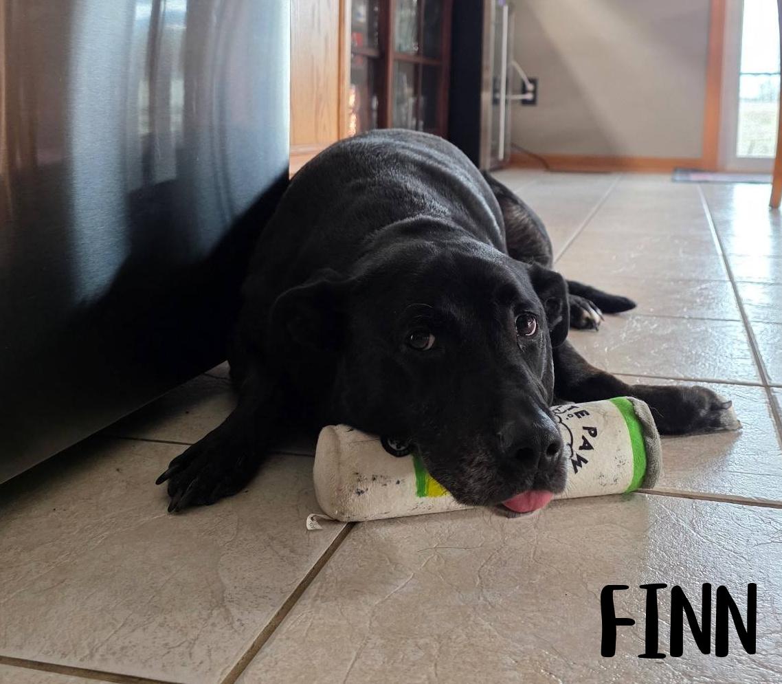Enlarge Finn, a ADOPTABLE mixed breed in Elburn, IL image 6/6