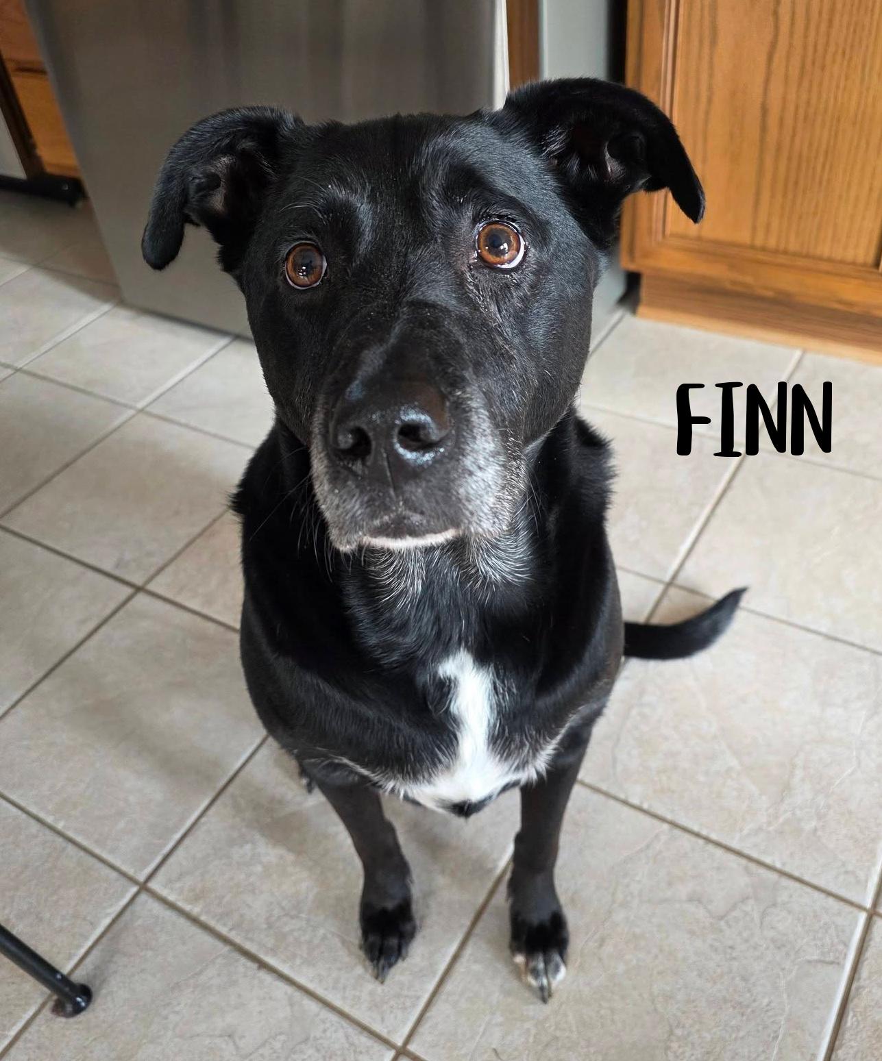 Enlarge Finn, a ADOPTABLE mixed breed in Elburn, IL image 4/6