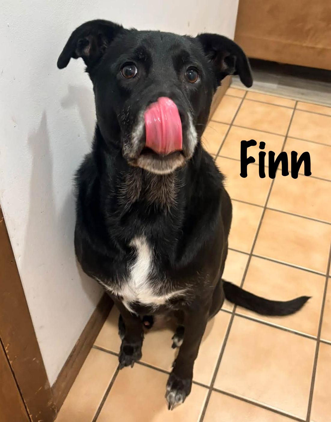 Enlarge Finn, a Adoptable mixed breed in Elburn, IL image 5/6