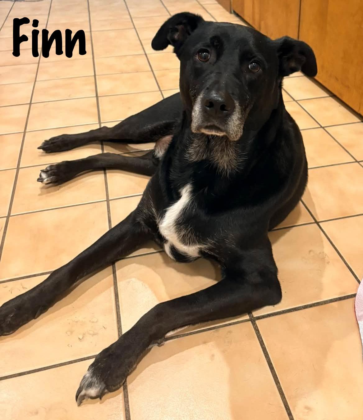Enlarge Finn, a Adoptable mixed breed in Elburn, IL image 6/6