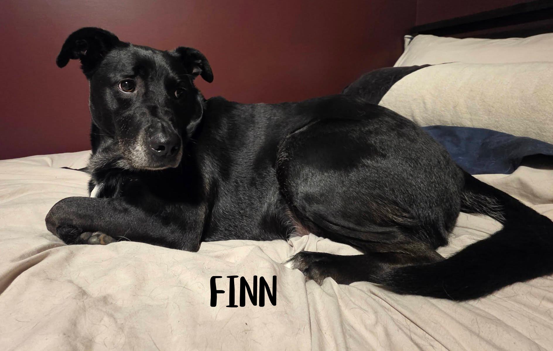 Enlarge Finn, a ADOPTABLE mixed breed in Elburn, IL image 3/6