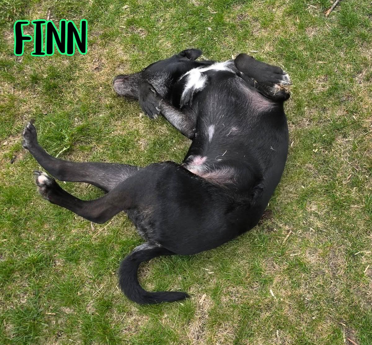Enlarge Finn, a ADOPTABLE mixed breed in Elburn, IL image 2/6